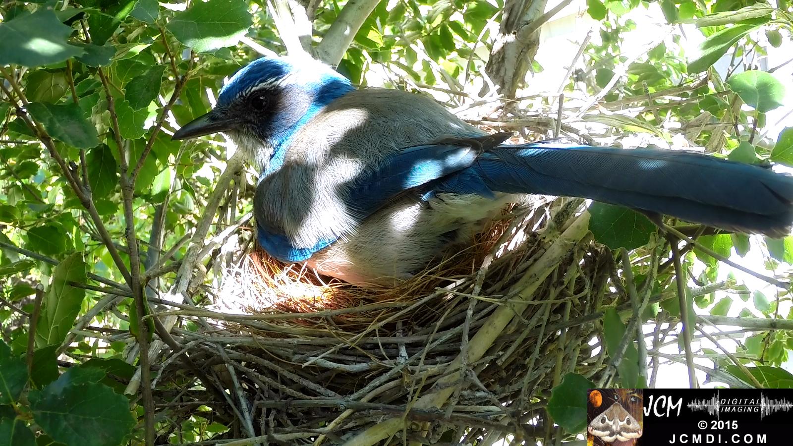 Scrub Jay nest and activity GoPro Hero3+ Black 3-3132015 Santa Clarita JCMDI.COM